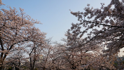 上野桜