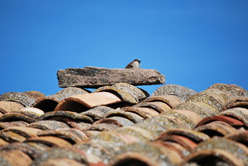 Sparrow and roof tiles