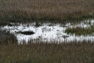 Close-Up of Marshy Wetlands