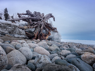 The root of a tree on the shores of lake Baikal.