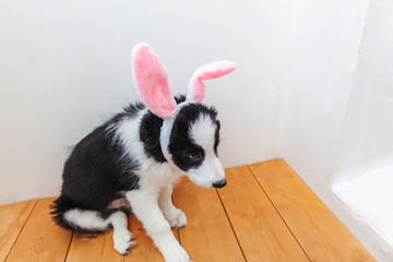 Happy Easter concept. Funny portrait of cute smilling puppy dog border collie wearing easter bunny ears indoor at home. Preparation for holiday. Spring greeting card