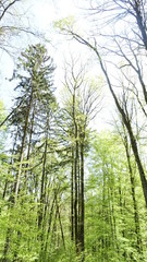 Bäume im Wald mit Sonneneinstrahlung