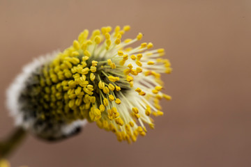 Beautiful, fluffy yellow kidney of a goat willow (Salix caprea) with pollen, on a dim front, on a warm spring day. Macro.