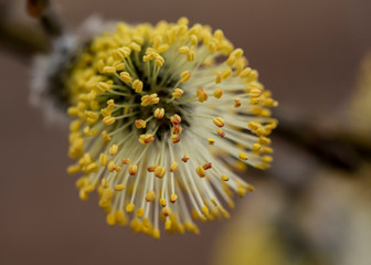 Beautiful, fluffy yellow kidney of a goat willow (Salix caprea) with pollen, on a dim front, on a...