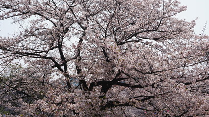 飛鳥山公園桜