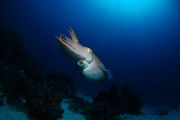 Obraz na płótnie Canvas Broadclub cuttlefish - Sepia latimanus. Komodo National Park.