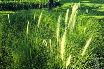 Beautiful green tree, plants, forest and flowers in the outdoor gardens and parks