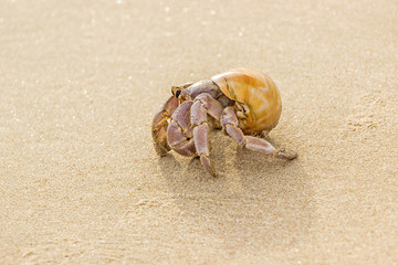 close up of a yellow hermit crab on beach