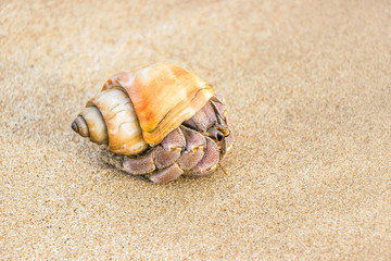 Fototapeta na wymiar close up of a yellow hermit crab on beach