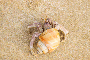 close up of a yellow hermit crab on beach
