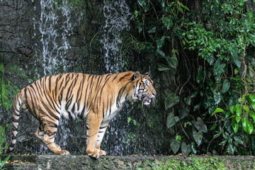 Fototapeta na wymiar tiger show tongue walking in front of mini waterfall