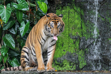 Fototapeta na wymiar tiger show tongue sit down in forest