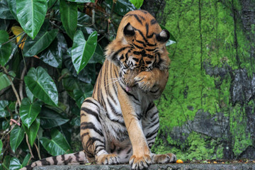 tiger  sit down in forest