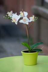 closeup of white artificial orchid in green pot on green table in outdoor