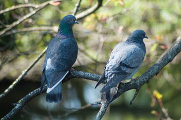 couple of pigeons standing on branch in urban park