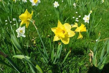 Daffodil bloom in May