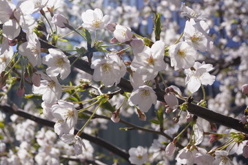 cherry tree blossom
