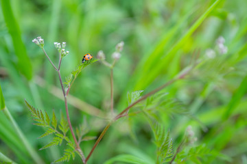 草の上で休むてんとう虫