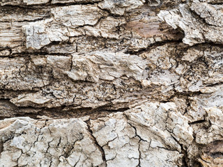 Tree bark close up view