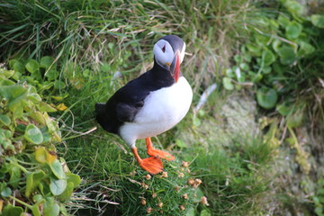 puffin on rock