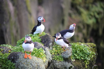 puffin on the rock