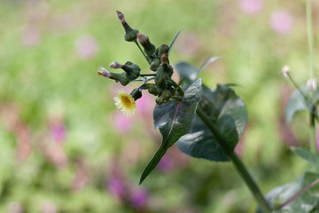 yellow flower with blurred background
