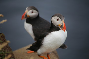 puffin on rocks