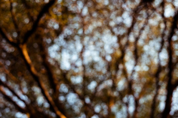 bokeh golden tropical blur leaf