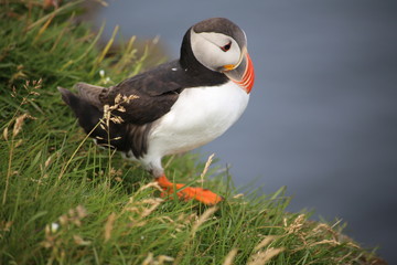 puffin in iceland