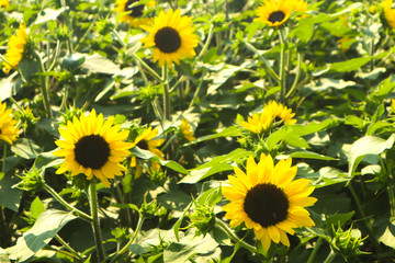 beautiful yellow sunflowers in the green parks outdoor and gardens