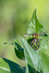Cornflower bud with wasp in front of green blurred background