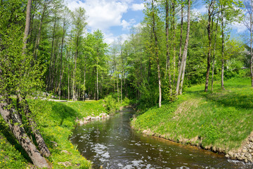 A small forest river in the summer heat
