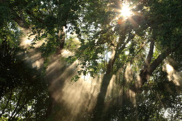Fototapeta na wymiar Beautiful sunlight shines through the fog among mysterious tree in the forest