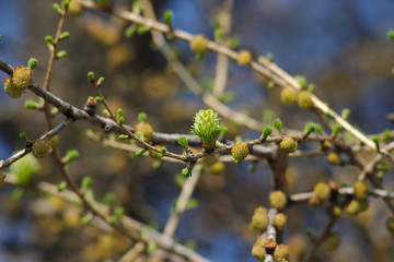 fresh buds on the tree