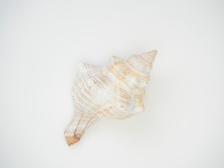 Beautiful patterned shells