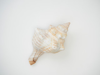 Beautiful patterned shells