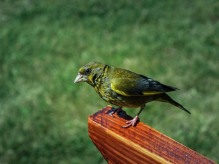 Bird © Michał