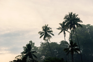 landscape of green coconut trees on hill at sunrise 