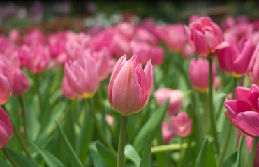 Purple Tulips  / Purple tulips in the garden