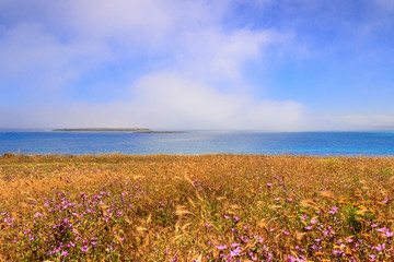 View through the fog of  purple wild flowers on grass and blue sky on turquoise crystalline sea. Summertime: Torre Guaceto Nature Reserve (Apulia)-ITALY- The nature sanctuary between land and sea.
