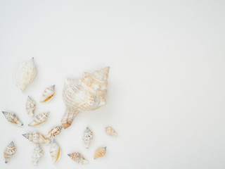 Set of different seashells on white background