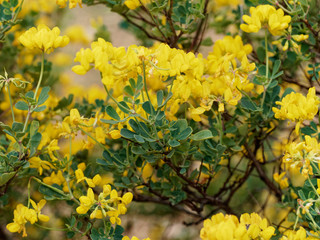 Coronille arbrisseau (Hippocrepis emerus) aux fleurs jaunes