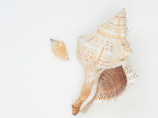 Beautiful patterned shells