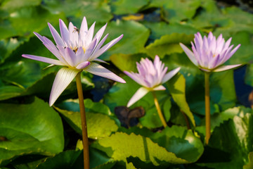 Beautiful lotus flower water flora green leaf