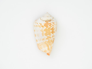 Beautiful patterned shells