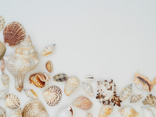Set of different seashells on white background