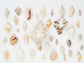 Background made from sea shells