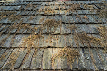 Roof of shingles with pine needles