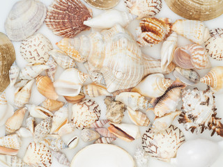 Background made from sea shells
