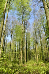 Fototapeta premium Forêt de jeunes hêtres au Hallerbos près de Halle